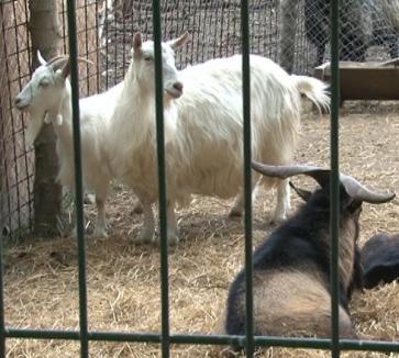 Zoo licitează din nou, cu preţ redus, animalele domestice pe care le are în plus pe "stoc" 